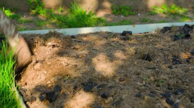 Bahçe yatağındaki toprağı düzleştirici ile gevşetmek, yakın plan. Toprakta eski gübre ile külleri karıştırmak. Yüksek kalite 4k görüntü