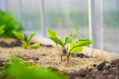 Serada büyüyen patlıcan fideleri, saman toprağı, yakın plan..