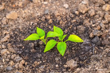 Serada yetişen tatlı dolmalık biber tohumları, yakın plan..