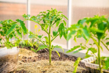 Serada yetişen domates fidanları, saman toprağı, yakın plan...