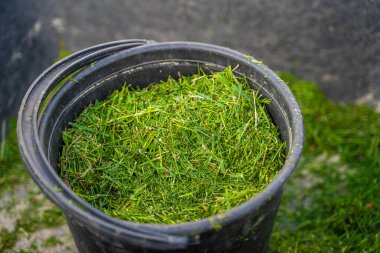 Çimleri biçilmiş bir kova, bir bahçe arabasında yakın plan. Bahçe toprağını gübrelemek için malzeme..