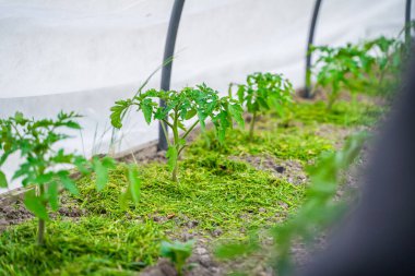 Domates fideleri yetiştiren bir sera. Çimenle kaplanmış toprak. Nemden korunmak ve yabani otları önlemek için sebze yataklarının öğütülmesi.