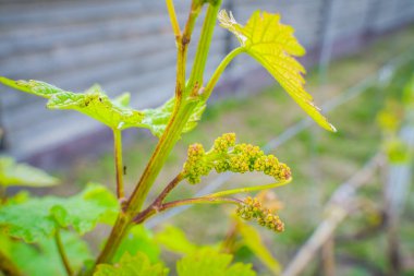 Üzüm bağlarında üzüm tomurcukları var. Bahar mevsiminde üzümlerin çiçek açması.