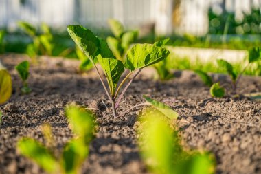 Sebze bahçesinde yetişen farklı türde lahanaların tohumları, yakın plan..