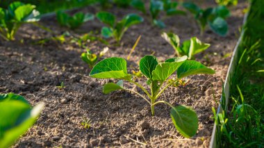 Sebze bahçesinde yetişen farklı türde lahanaların tohumları, yakın plan..