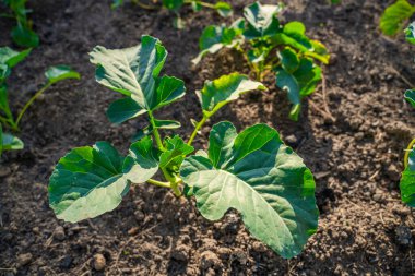 Sebze bahçesinde yetişen farklı türde lahanaların tohumları, yakın plan..