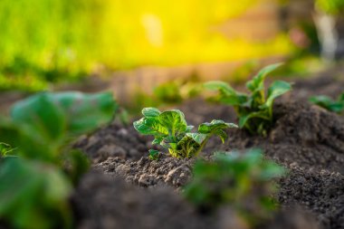 Gün batımında bahçede patatesler filizlendi..