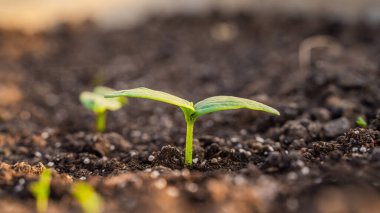 Salatalık filizlenmesinin ilk yaprakları. Bahçenin toprağında filizlenen tohumlar..
