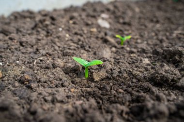 Salatalık filizlenmesinin ilk yaprakları. Bahçenin toprağında filizlenen tohumlar..