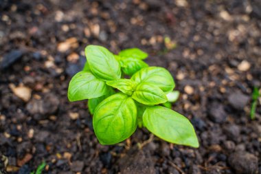 Toprakta yetişen küçük fesleğen, yakın plan..
