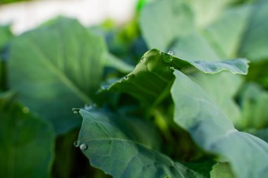 Su, bir seradaki lahana fidanlarının yapraklarına damlıyor, yakın plan..