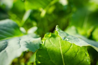 Su, bir seradaki lahana fidanlarının yapraklarına damlıyor, yakın plan..