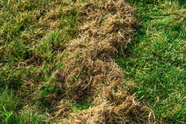 Kıştan sonra çimleri tırmıkladıktan sonra kuru ot miktarı. Baharda bahçe bakımı.