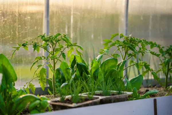 Akşamları serada büyüyen bitkilerle dolu bir yatak..