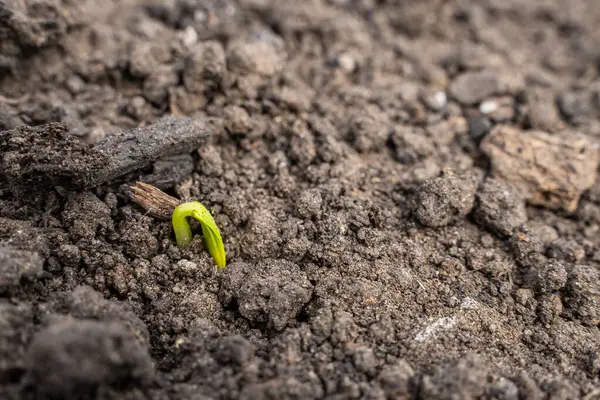 Toprakta filizlenen genç salatalık, yakından. Bahçede filizlenen tohumlar.