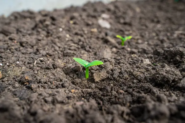 Salatalık filizlenmesinin ilk yaprakları. Bahçenin toprağında filizlenen tohumlar..