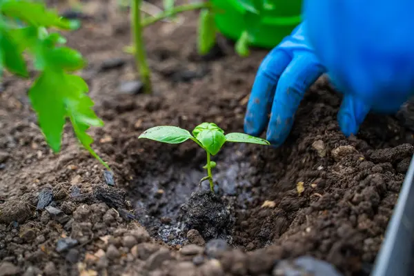 Mavi lastik eldivenli eller bahçe yatağına fesleğen ekiyor, yakın plan..