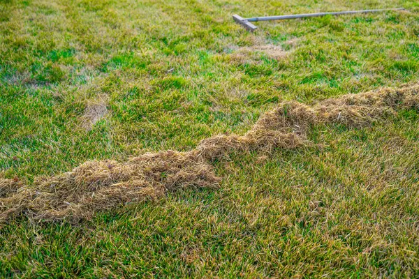 Kıştan sonra çim biçme işlemi, çimleri tarama. Kıştan sonra çimleri temizliyorum. Baharda bahçe bakımı.