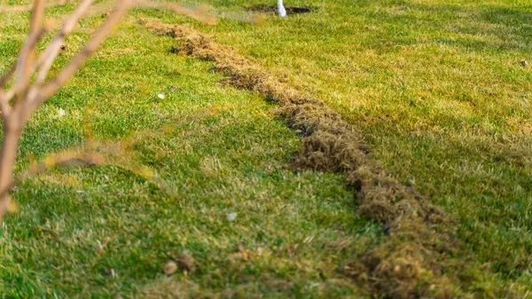 Kıştan sonra çimleri tırmıkladıktan sonra kuru ot miktarı. Baharda bahçe bakımı.