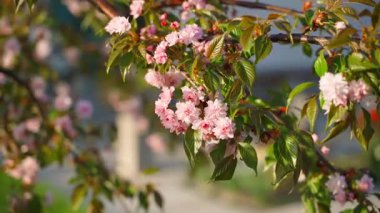 Bulanık arka planda pembe çiçekli Sakura çiçekleri. Yüksek kaliteli FullHD görüntüler