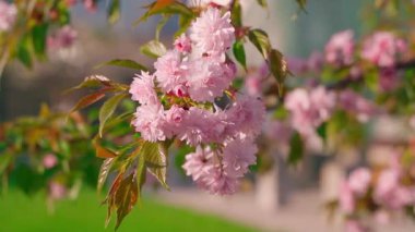 Bulanık arkaplanda çiçek açan sakura 'nın etrafındaki kamera paraşütü. Ağaç dalında pembe narin çiçekler. Yüksek kaliteli FullHD görüntüler