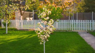 Genç bir armut ağacı bir kır bahçesinde ılık bir bahar akşamı çiçek açar. Yüksek kaliteli FullHD görüntüler