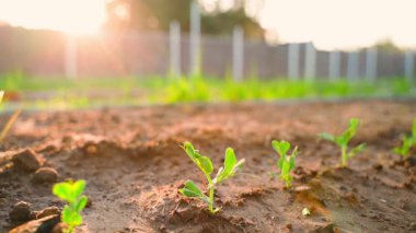 Sebze bahçesinde gün batımında filizlenen bezelye tohumları. Yüksek kaliteli FullHD görüntüler