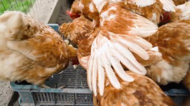 Aç kahverengi tavuklar yavaş çekimde bir besleyiciden lahana gagalar. Yumurtlayan tavukları beslemek. Yüksek kaliteli FullHD görüntüler