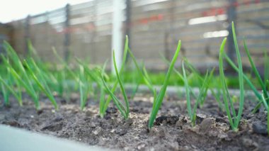 Bahçe yatağında büyüyen soğanların yanında kamera hareketi, yakın plan. Yüksek kaliteli FullHD görüntüler