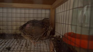 Kafesin etrafında koşan yaşlı bir bıldırcın, yakın plan. Yüksek kalite 4k görüntü