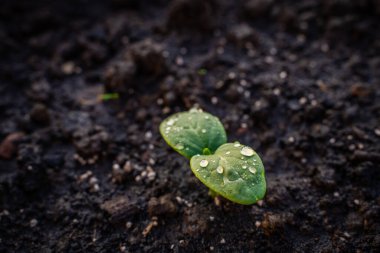 Salatalık filizlenir, ilk yapraklar su damlacıklarına dökülür..
