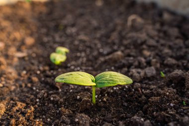 Gün batımında büyüyen salatalık, bir sebze bahçesinin toprağında yakından yetişir..