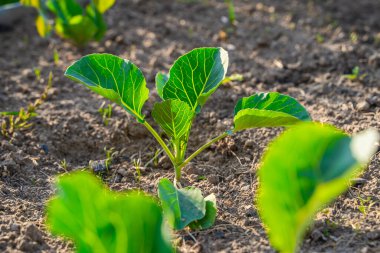 Sebze bahçesinde yetişen farklı türde lahanaların tohumları, yakın plan..
