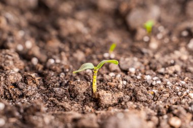 Bir seradaki yatakta salatalık filizinin mikrop yaprakları, yakın plan..