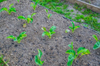 Sebze bahçesinde yetişen farklı türde lahanaların tohumları, yakın plan..