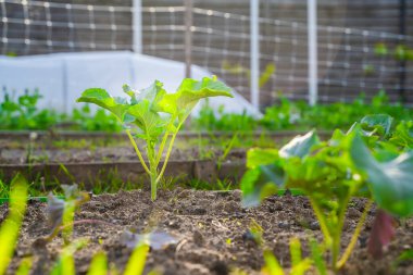 Sebze bahçesinde yetişen farklı türde lahanaların tohumları, yakın plan..