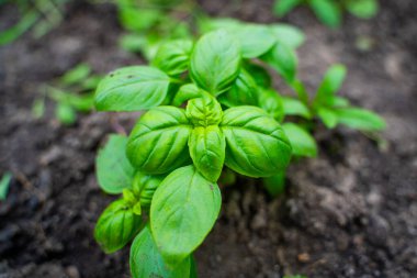 Sebze bahçesinde büyüyen fesleğen..