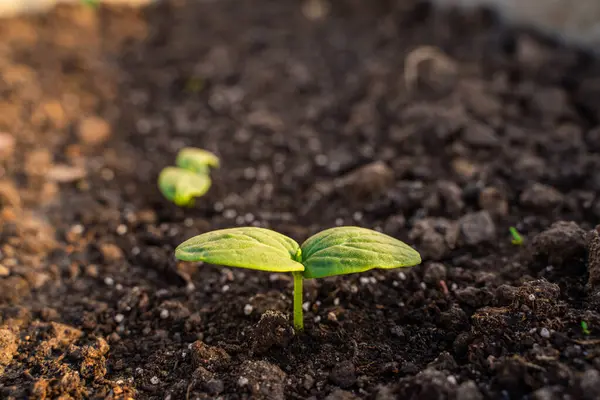 Gün batımında büyüyen salatalık, bir sebze bahçesinin toprağında yakından yetişir..