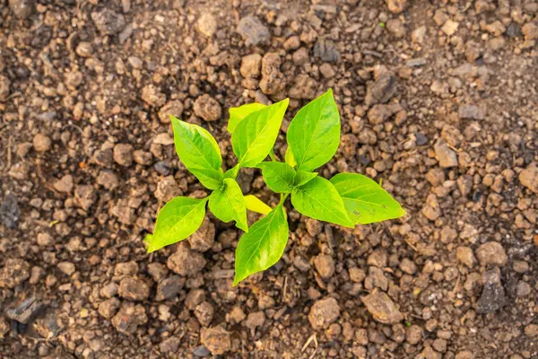 Serada yetişen tatlı dolmalık biber tohumları, yakın plan..