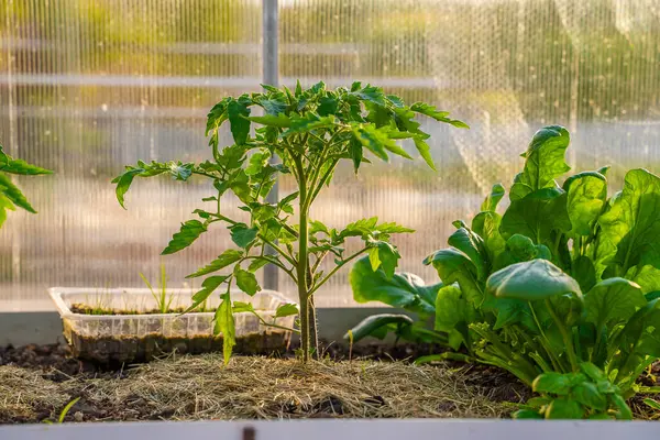 Serada yetişen domates fidanları, saman toprağı, yakın plan..