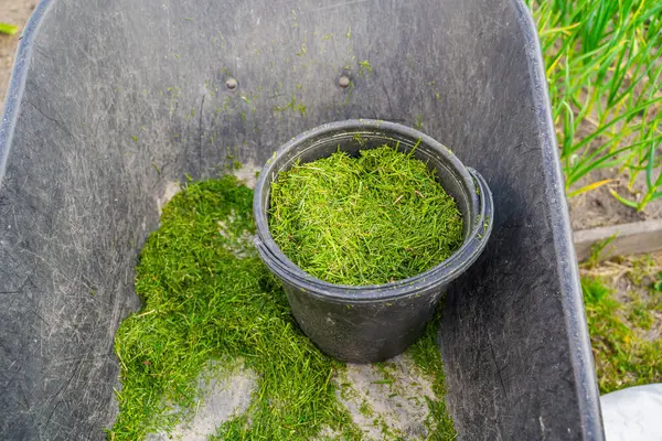 Çimleri biçilmiş bir kova, bir bahçe arabasında yakın plan. Bahçe toprağını gübrelemek için malzeme..