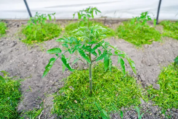 Domates fideleri yetiştiren bir sera. Çimenle kaplanmış toprak. Nemden korunmak ve yabani otları önlemek için sebze yataklarının öğütülmesi.
