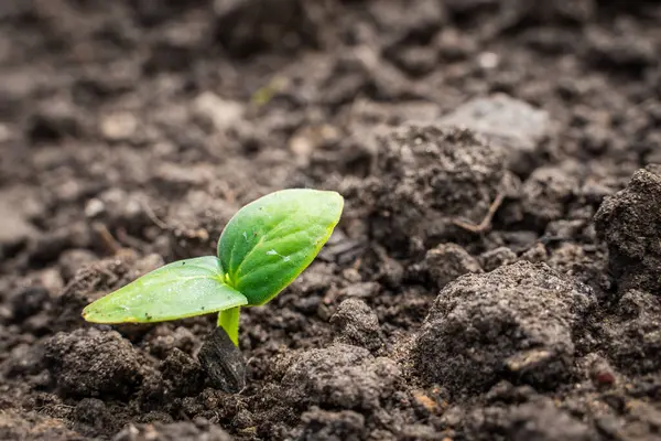 Salatalık filizlenmesinin ilk yaprakları. Bahçenin toprağında filizlenen tohumlar..