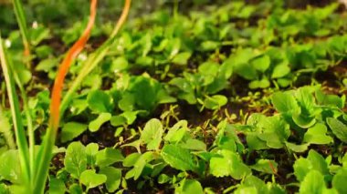 Sebze bahçesi yatağını sulama tenekesiyle yavaş çekimde sulamak. Yüksek kaliteli FullHD görüntüler