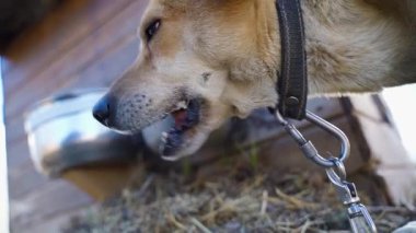 Zincirdeki aç bir köpek yavaş çekimde yakın çekim yer. Yüksek kaliteli FullHD görüntüler