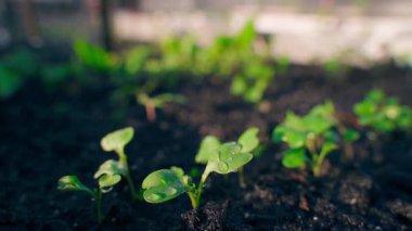 Sebze bahçesindeki bir yatağın üzerine su içinde taze turplar düşer. Arka planda sulama. Yüksek kaliteli FullHD görüntüler