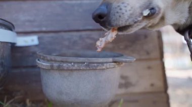 Tasmalı açık kahverengi bir köpek, yakından tavuk kemiği yer. Yüksek kaliteli FullHD görüntüler