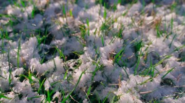 Karda büyüyen yeşil çimenler, yakın plan, pürüzsüz kamera hareketi. Yüksek kaliteli FullHD görüntüler