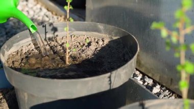 Tencerede büyüyen genç bir tarlayı suluyorum, yakın plan. Yüksek kaliteli FullHD görüntüler