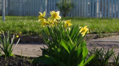 Bir ülke arazisinde sarı timsahlar açıyor. Yüksek kaliteli FullHD görüntüler